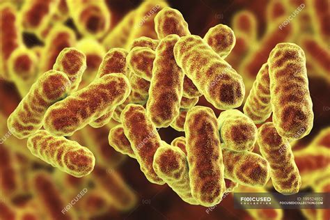 Serratia marcescens rod-shaped Gram-negative bacteria, digital illustration — pathology, micro ...