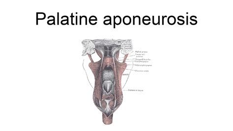 Palatine Aponeurosis - YouTube