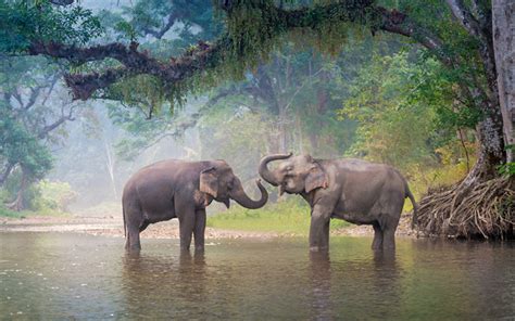 Download wallpapers 4k, elephants, river, wildlife, Thailand, Asia for ...