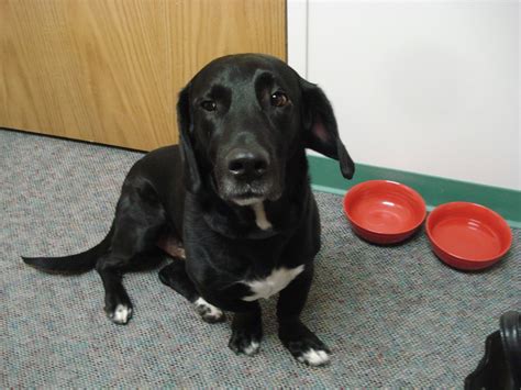 Black Lab Basset Hound Mix