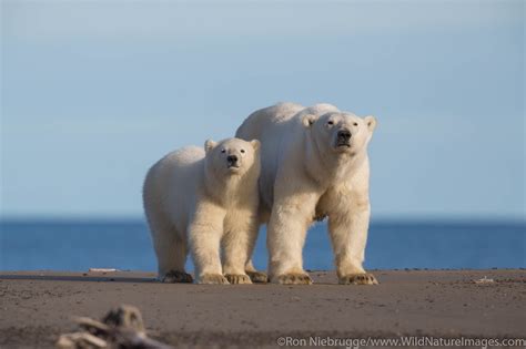 Polar Bears | Arctic National Wildlife Refuge, Alaska. | Photos by Ron ...