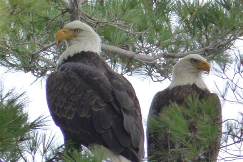 Double Eagle Photograph by Debbie Storie