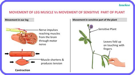 What is the difference between manner in which movement takes place