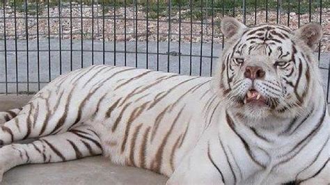 Sad story behind world’s ‘ugliest’ tiger | Queensland Times