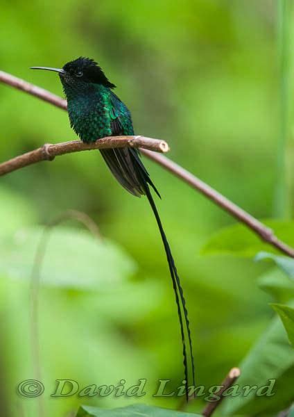 Pin auf Hummingbirds Hummingbird alphabetically