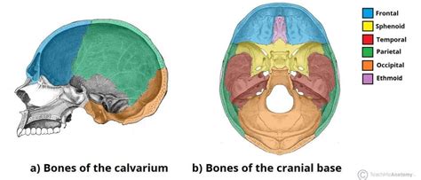 Classification Of Joints - Fibrous Joints - Cartilaginous Joints - Synovial joints - TeachMeAnatomy