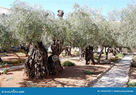 Gethsemane olive garden stock photo. Image of jerusalem - 159347952