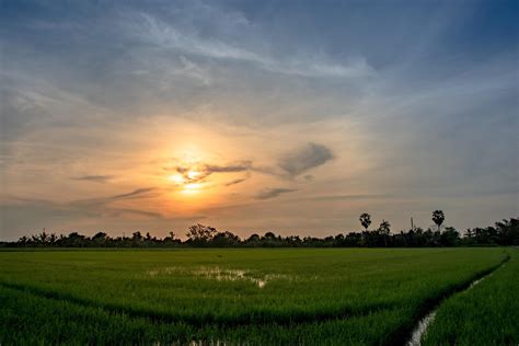 Rice fields at sunset 1863585 Stock Photo at Vecteezy