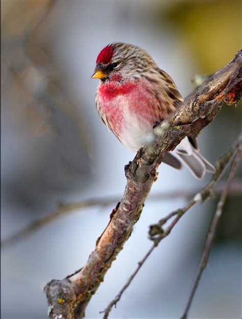 Winter Wildlife Photography from the Backyard and Beyond | OM SYSTEM