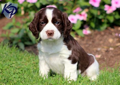 Springer Spaniel Puppies | Fotolip.com Rich image and wallpaper