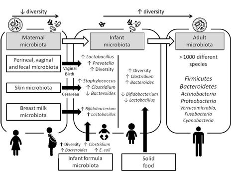 Changes in intestinal microbiota during life (adapted from Isolauri et ...