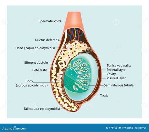 Illustrazione Di Una Sezione Trasversale Del Testicolo Epididymis Illustrazione Vettoriale ...