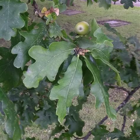 Quercus robur in Heath Park