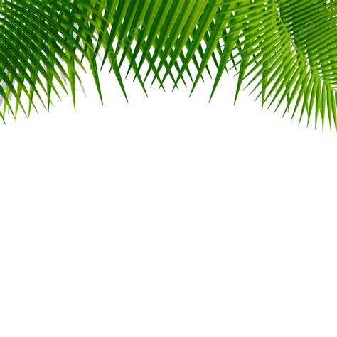 Coconut Tree Leaf Vector Art PNG, Coconut Leaf Frame On Top Border ...