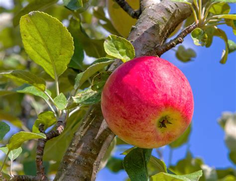 Apple Tree Disease And Pest Control » Garden & Greenhouse