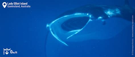 Snorkeling in Lady Elliot Island | Snorkeling the Great Barrier Reef