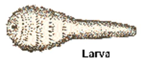 Human Botfly (Dermatobia Hominis) and Tumbu Fly (Cordylobia anthrophaga)