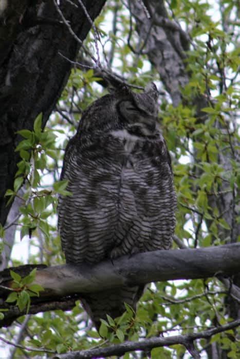 The Complete Grand Teton Wildlife Viewing Guide | Park Ranger John