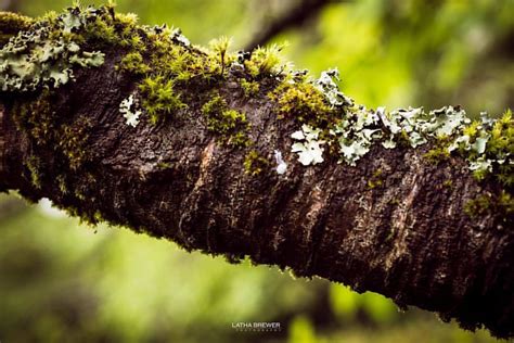 Tree Life. #nikond750 #visitcalifornia #sf #sfs #sanfranci… | Flickr