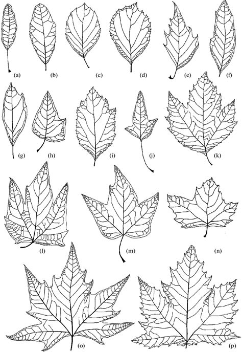 Lamina Leaf