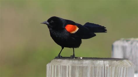 What Do Red-winged Blackbirds Sound Like: Songs & Sounds