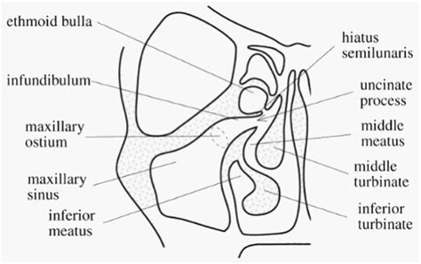 Anatomy of Ostiomeatal complex | Epomedicine