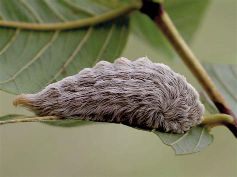 Puss moth caterpillar delivers powerful sting | Agriculture ...