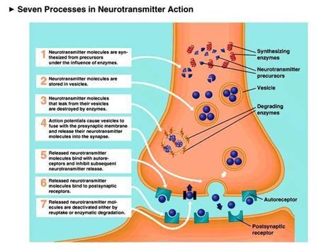 Neurotransmitter ~ Everything You Need to Know with Photos | Videos