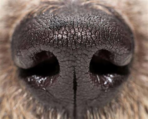 Power of dog noses used to detect cancers and other diseases