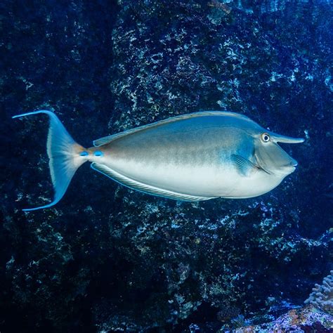 Bluespine Unicornfish - Georgia Aquarium