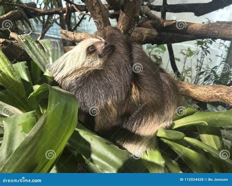 Hoffmann`s Two-toed Sloth with Baby. Choloepus Hoffmannii Stock Photo - Image of twotoed, young ...