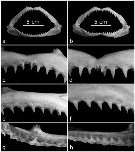 JMSE | Free Full-Text | Dental Morphology, Palaeoecology and Palaeobiogeographic Significance of ...