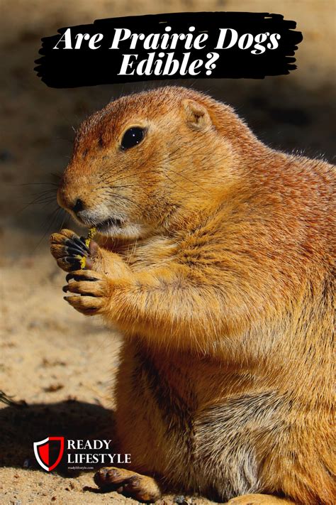 Eating Prairie Dogs: Can You Eat Them in an Emergency? | Prairie dog, Ground squirrel, Dogs