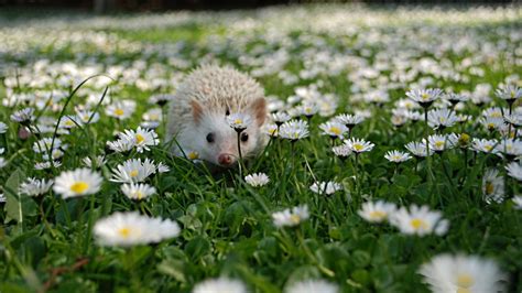 Baby Hedgehog Wallpapers - Wallpaper Cave