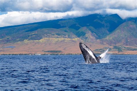 The Best Beaches in Lahaina: A Guide to Your Perfect Hawaiian Vacation