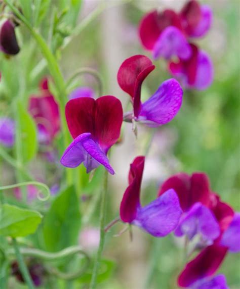 Lathyrus odoratus 'Cupani' (Sweet Pea)