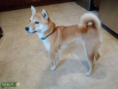 Red Shiba Inu - Stud Dog in Southwest, the United States | Breed Your Dog