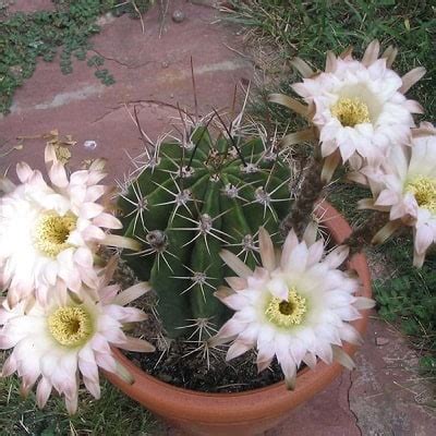 82 Types of Echinopsis Cacti [With Pictures] - Succulent Alley