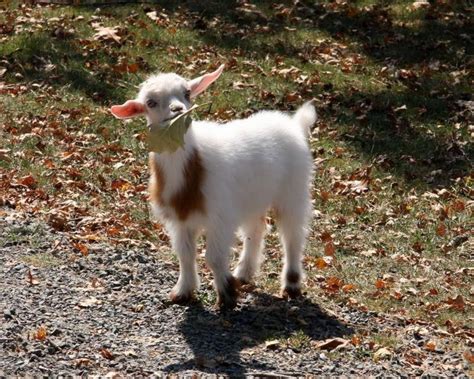 18 Goats You Can't Believe Even Exist - The Dodo