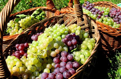 Basket of grapes 1 Free Photo Download | FreeImages