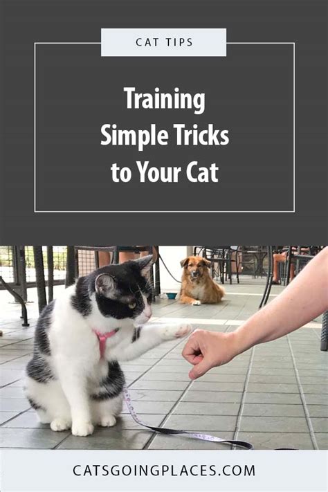 Teaching Your Cat Simple Tricks - Cats Going Places