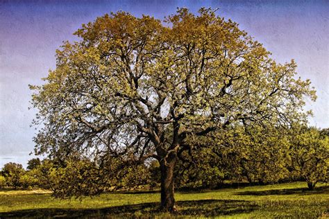 Big Old Oak Tree | Now That's Texas | Pinterest