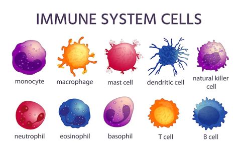 Immune System Cells Diagram