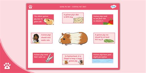 Guinea Pig Care - Essential Fact Sheet - Twinkl Pets