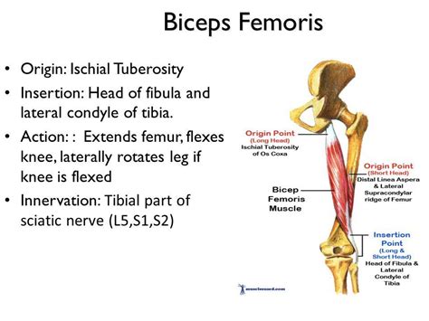 Image result for biceps femoris origin and insertion | Basic anatomy ...