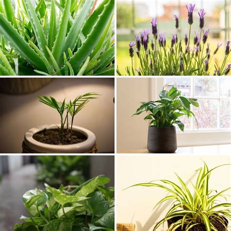 7 Indoor Plants That Will Make Gorgeous Room Dividers - DIY & Crafts