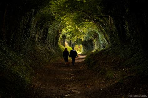 Image of Halnaker Tree Tunnel by Richard Joiner | 1022684