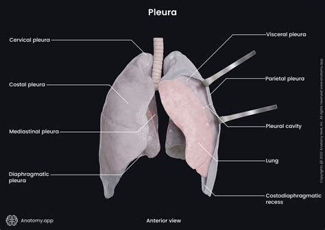 Lung Anatomy Diagram