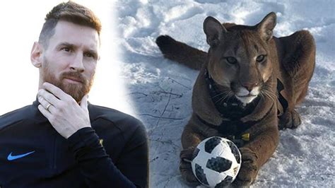 El otro Messi que arrasa en Instagram es un puma ruso que también juega ...