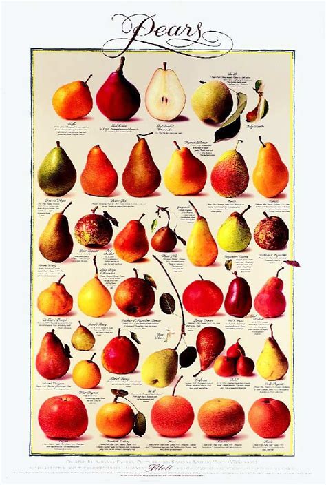 1000+ images about Pear Project for Denise on Pinterest | Still life photography, Search and ...